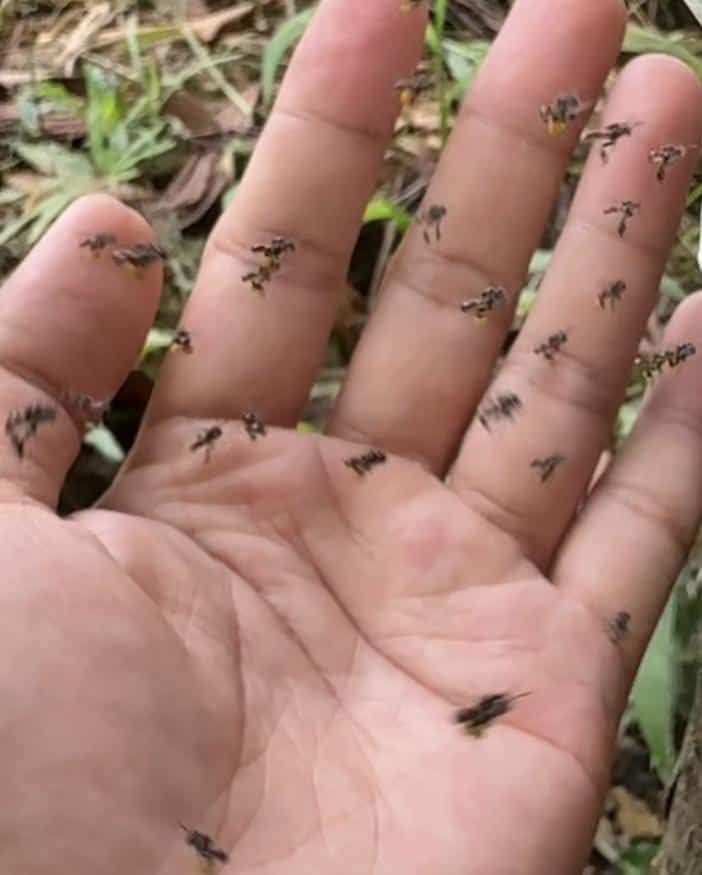 Nuôi ong dú có an toàn cho trẻ em không? 1 Một bé gái đang vui vẻ chơi gần tổ ong dú trong vườn nhà Ong Dú Nhà Tôi