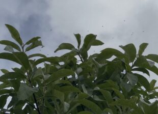 Ong dú: loài ong không chích và lý do chúng hiền lành 7 ong du la gi va vi sao loai ong nay khong chich pic