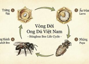 Vòng đời ong dú: từ trứng nước đến khi trưởng thành 8 tim hieu ve vong doi cua ong du pic 5
