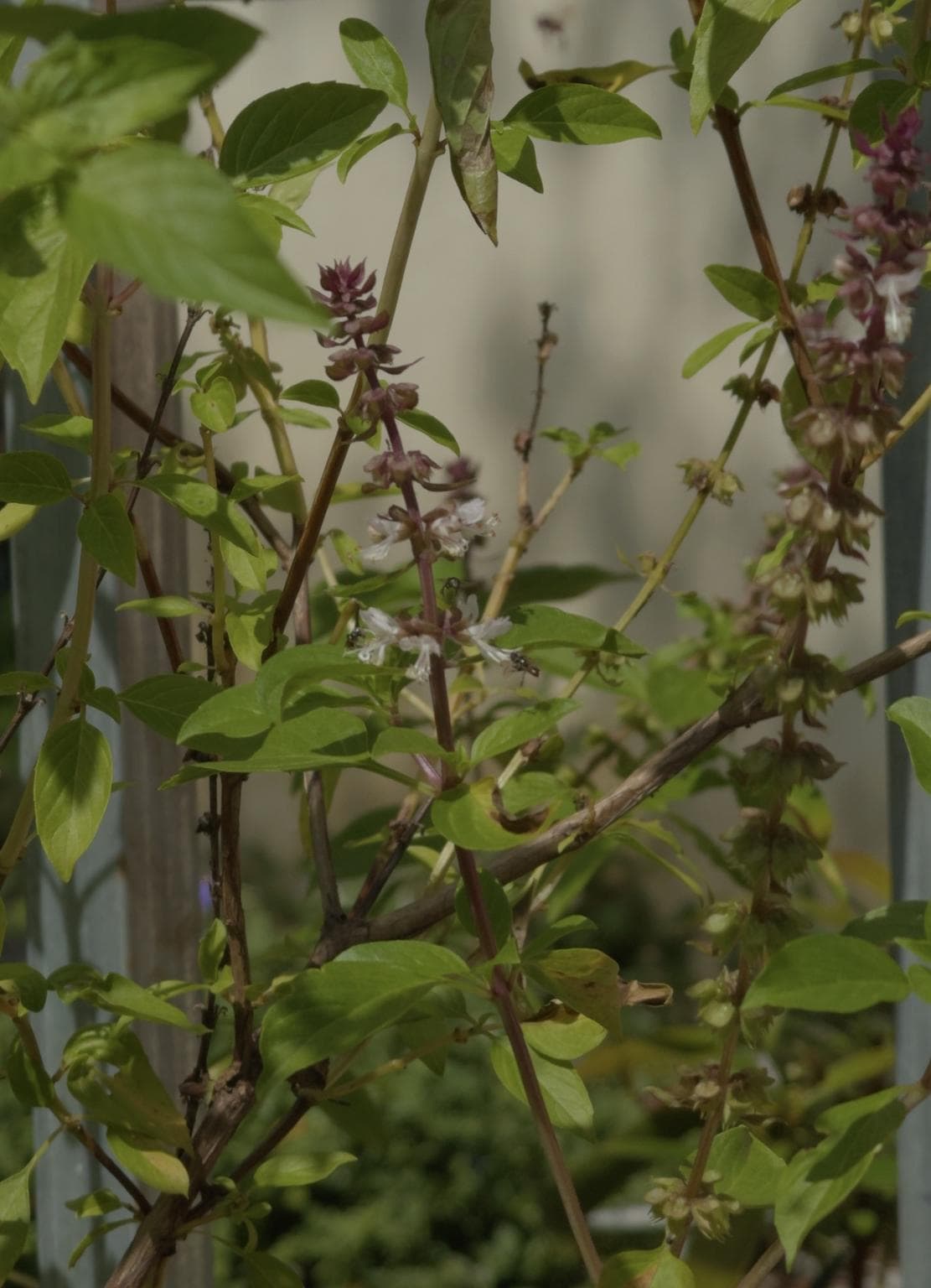 Ong dú và vườn nhà: tạo hệ sinh thái mini ngay hiên nhà 1 Cận cảnh các túi mật ong dú căng tròn bên trong tổ tại Ong Dú Nhà Tôi.