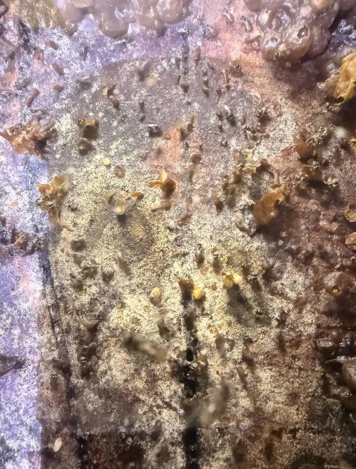 Nhận biết và phòng ngừa nấm mốc trong tổ ong dú 1 Tổ ong dú bị nhiễm nấm mốc nhìn từ bên trong - Ong Dú Nhà Tôi