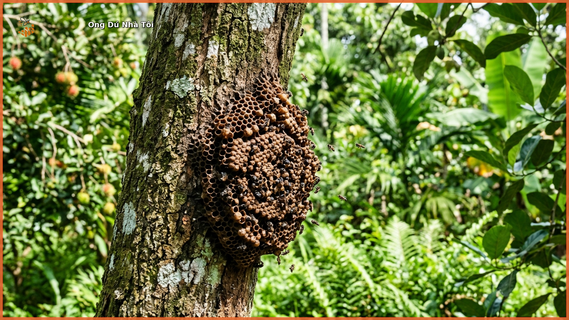 Đàn ong dú làm tổ trên thân cây tại farm Đồng Nai - Ong Dú Nhà Tôi
