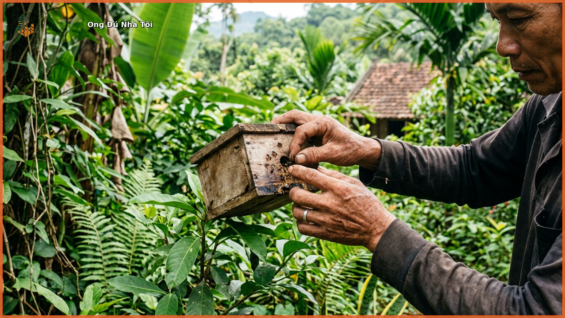 Người nuôi ong dú đang kiểm tra tổ ong bằng gỗ trong vườn cây xanh