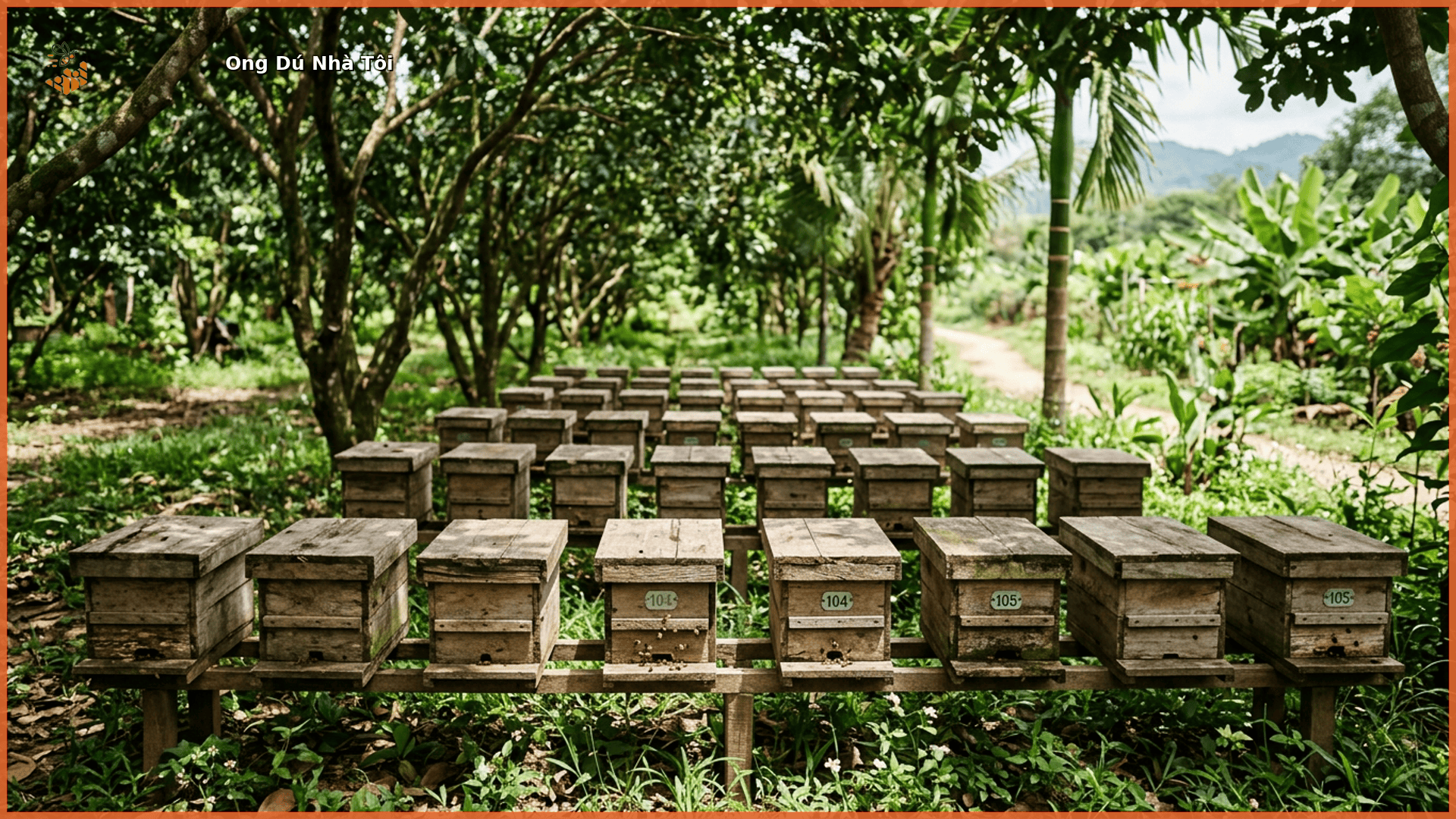 Dãy tổ ong dú được xếp gọn dưới bóng cây tại farm Đồng Nai