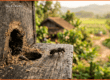 Con ong dú đang bò trên miệng tổ gỗ tại farm Đồng Nai