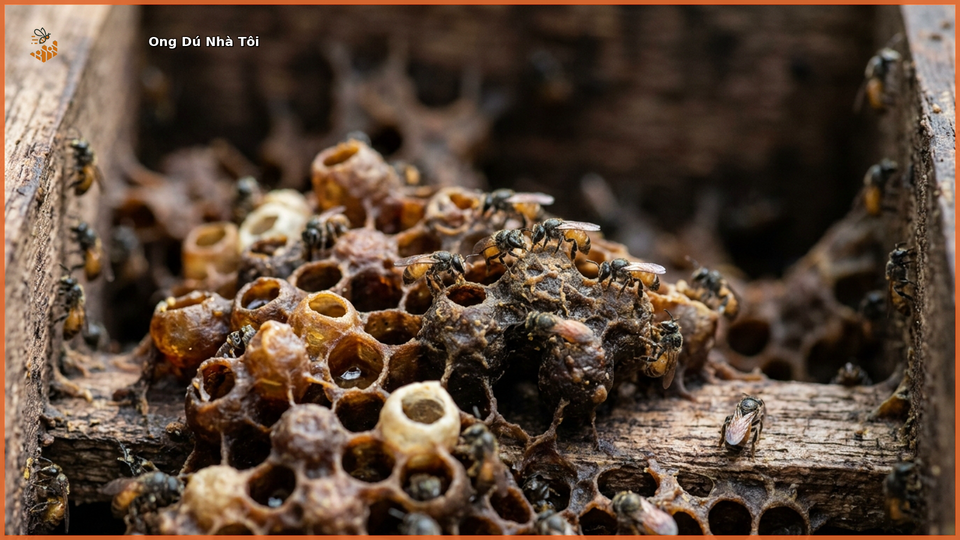 Ong dú nhỏ 2-3mm trên bánh tổ sáp