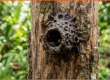 Lối vào tổ ong dú làm bằng nhựa propolis tại farm Đồng Nai