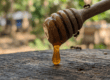 Mật ong dú chảy từ muỗng gỗ — công dụng mật ong dú stingless bee
