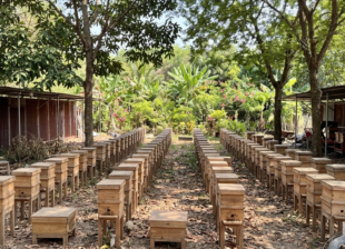 Farm nuôi ong dú Đồng Nai với hàng thùng ong kế ba tầng dưới tán cây xanh