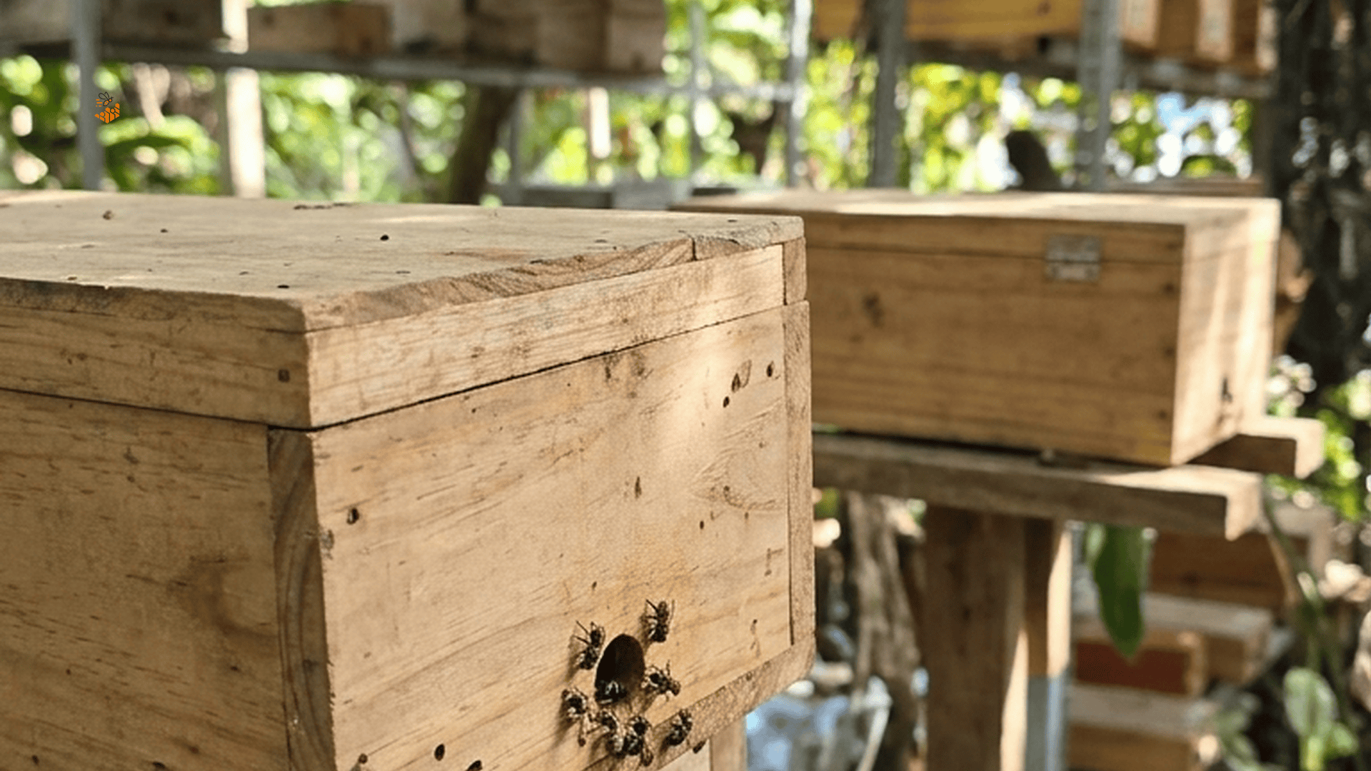 Uống Mật Ong Dú Pha Nước Ấm Buổi Sáng: 7 Lợi Ích Bạn Nên Biết 2 Đàn ong dú tại farm Ong Dú Nhà Tôi – Đồng Nai