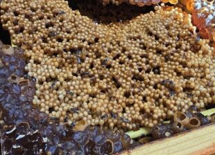Cấu trúc tổ ong dú 3 vùng: nhộng, bầu mật và bầu phấn hoa