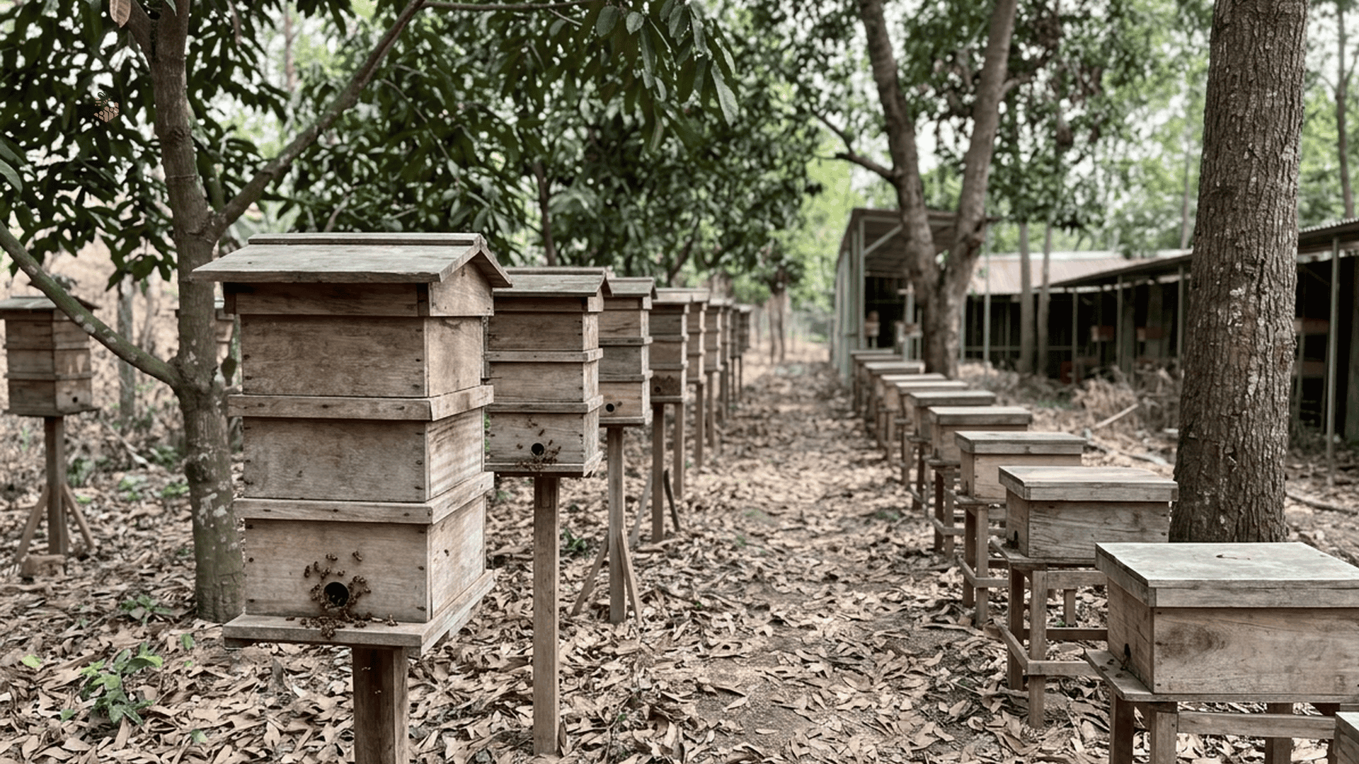 Trang trại nuôi ong dú tại Đồng Nai — Ong Dú Nhà Tôi