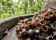Vì Sao Ong Dú Không Có Ngòi Chích Và Rất Hiền Lành? 19 Ong dú stingless bee trên tổ mật ong tại farm Đồng Nai