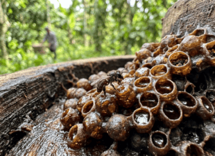 Ong dú stingless bee trên tổ mật ong tại farm Đồng Nai