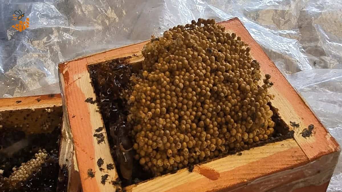 Bên trong tổ ong dú với đường nhựa sáp và mật vàng óng