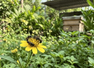 Ong dú đang hút mật trên hoa dại tại farm Đồng Nai