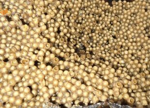 Người đàn ông ngủ ngon sau khi uống mật ong dú buổi tối