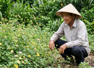 Con ong dú đậu trên hoa dại tại vườn farm Đồng Nai