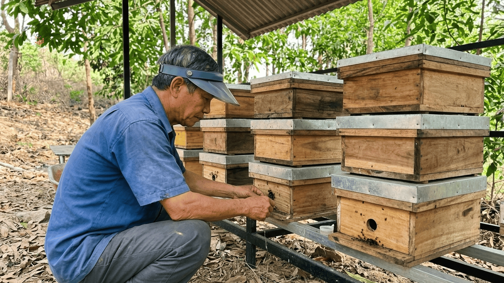Farm ong dú Đồng Nai — thùng ong kế 3 tầng dưới tán cây