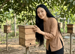 Miko chăm sóc tổ ong dú buổi sáng sớm dưới tán cây tại trại Ong Dú Nhà Tôi, Đồng Nai